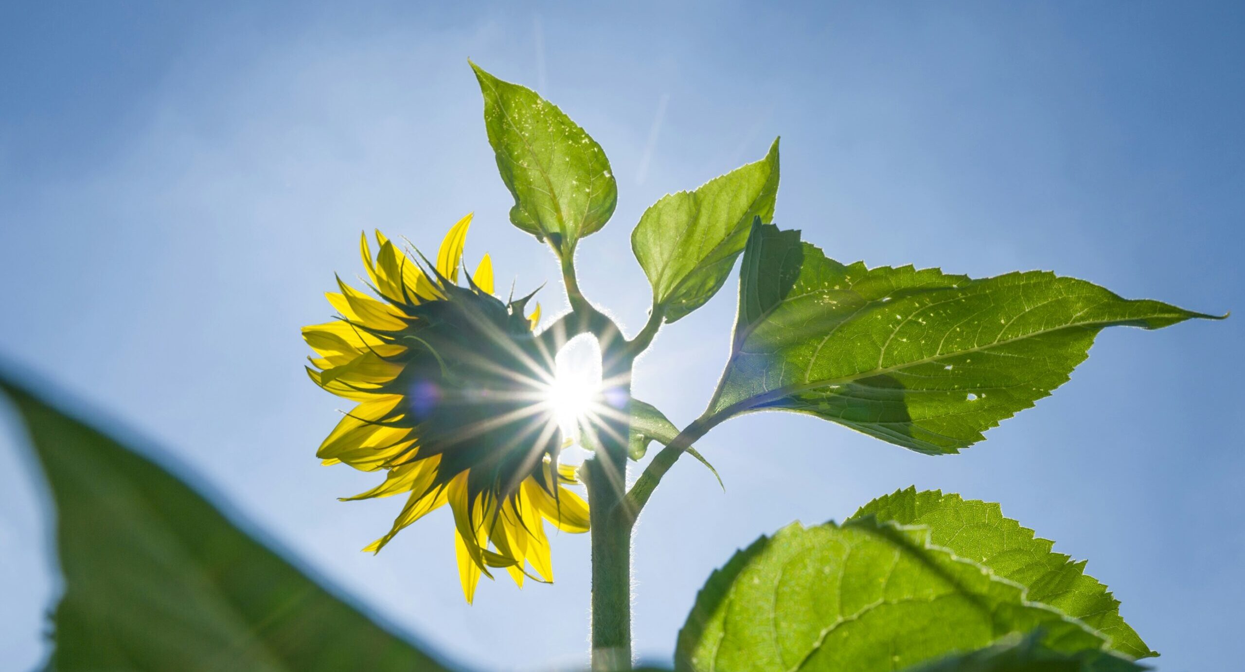 Un tournesol qui s'élance vers le soleil pour rayonner en été.